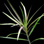 长茎箦藻-缩略图-3