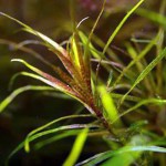 长茎箦藻-缩略图-4