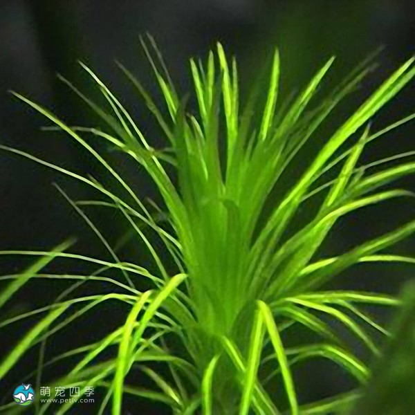 马达加斯加蜈蚣草-1