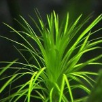 马达加斯加蜈蚣草-缩略图-1