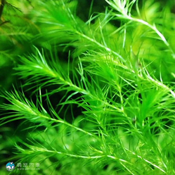 马达加斯加蜈蚣草-2