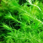 马达加斯加蜈蚣草-缩略图-2