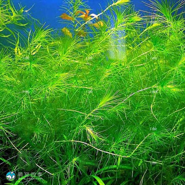 马达加斯加蜈蚣草-3