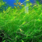 马达加斯加蜈蚣草-缩略图-3