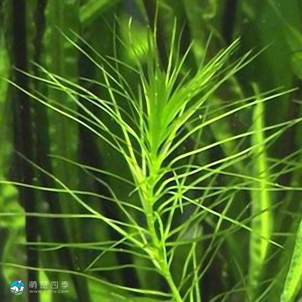 马达加斯加蜈蚣草-4