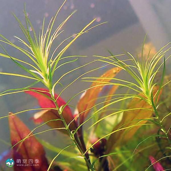 马达加斯加蜈蚣草-5