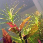 马达加斯加蜈蚣草-缩略图-5