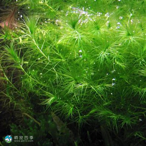 马达加斯加蜈蚣草-6