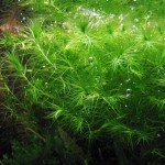 马达加斯加蜈蚣草-缩略图-6