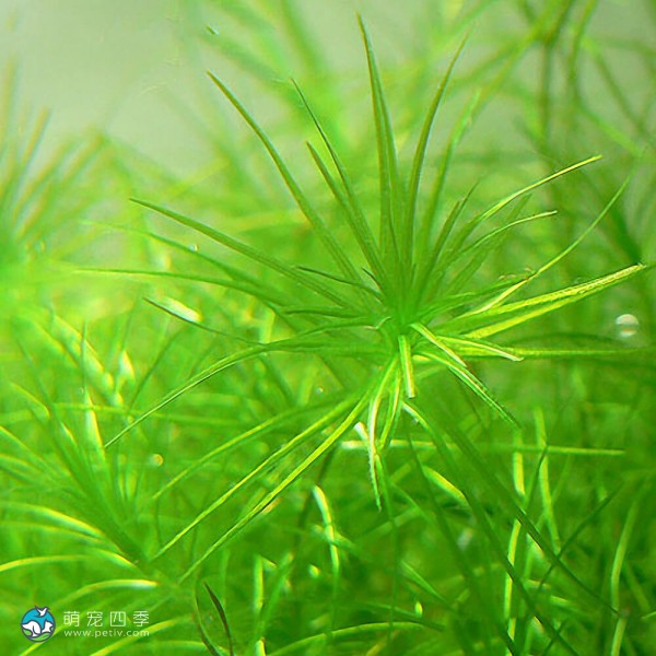 马达加斯加蜈蚣草-7