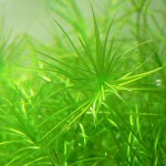 马达加斯加蜈蚣草-缩略图-7