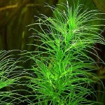 印度小竹节-缩略图-1