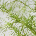 印度小竹节-缩略图-2