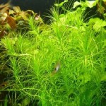 印度小竹节-缩略图-3