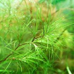 印度小竹节-缩略图-4