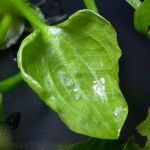 水车前-缩略图-1