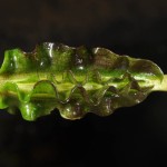 水车前-缩略图-2