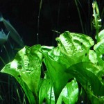 水车前-缩略图-3