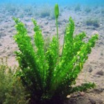 旋叶水车前-缩略图-1