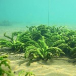 旋叶水车前-缩略图-2