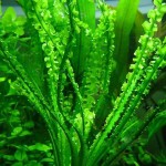 旋叶水车前-缩略图-3