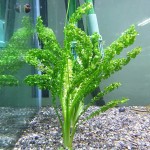 旋叶水车前-缩略图-4