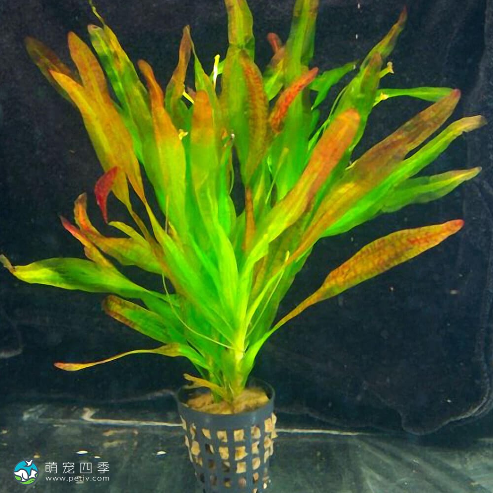 有茎水兰 - Vallisneria caulescens - 萌宠四季