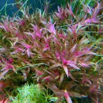 澳洲水兰-缩略图-1