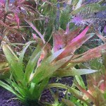 澳洲水兰-缩略图-2