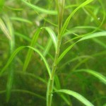 微齿眼子菜-缩略图-2