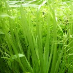 微齿眼子菜-缩略图-3