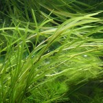 微齿眼子菜-缩略图-5