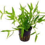 水竹叶-缩略图-1