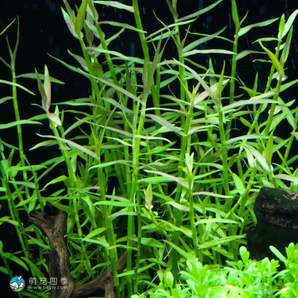 水竹叶-3