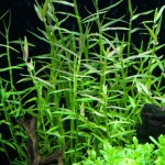 水竹叶-缩略图-3