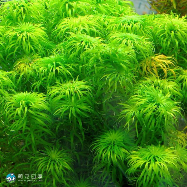 贝伦谷精太阳-1