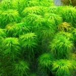 贝伦谷精太阳-缩略图-1