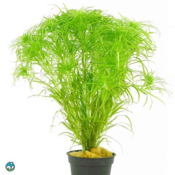 贝伦谷精太阳-2