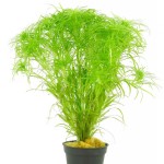 贝伦谷精太阳-缩略图-2