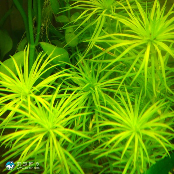 贝伦谷精太阳-3