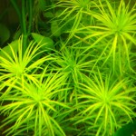 贝伦谷精太阳-缩略图-3