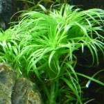 贝伦谷精太阳-缩略图-4