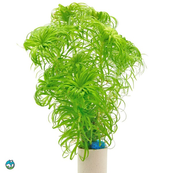 贝伦谷精太阳-5