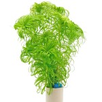 贝伦谷精太阳-缩略图-5