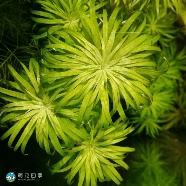 贝伦谷精太阳-6