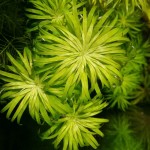 贝伦谷精太阳-缩略图-6