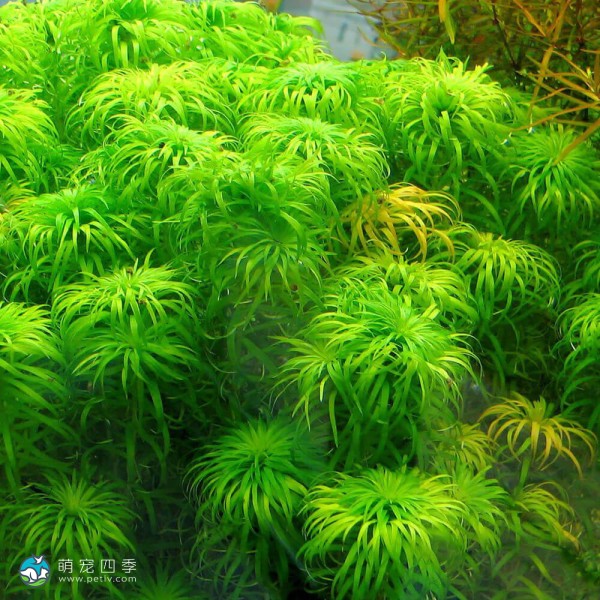 贝伦宽叶太阳-1