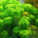 贝伦宽叶太阳-缩略图-1