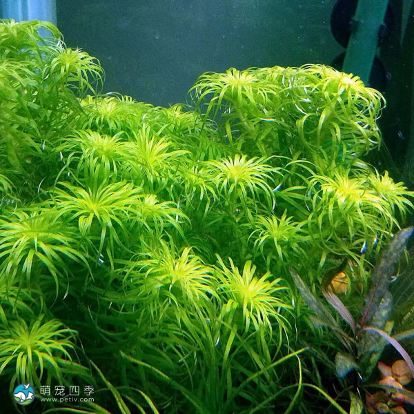 贝伦宽叶太阳-2