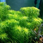 贝伦宽叶太阳-缩略图-2